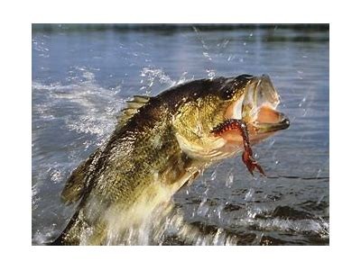 Big Bass: Your Ultimate Guide to Landing the Perfect Catch